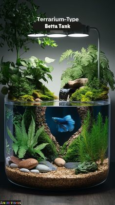 an aquarium filled with plants and rocks on top of a wooden table next to a sign that reads terrarium type betta tank