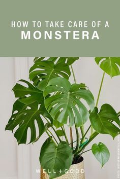 a potted plant with the words how to take care of a monstera