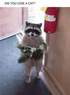 a raccoon standing on its hind legs holding something in it's mouth