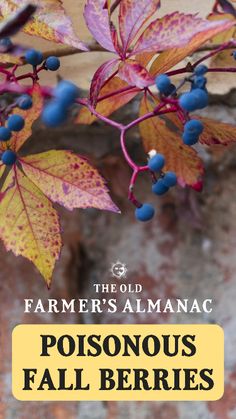 some blue berries are hanging from a tree branch with the words, farmer's almanac
