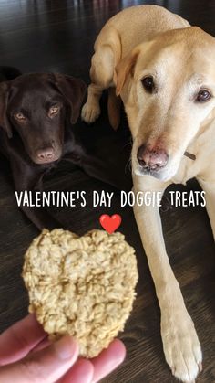 two dogs laying on the floor next to a hand holding a cookie