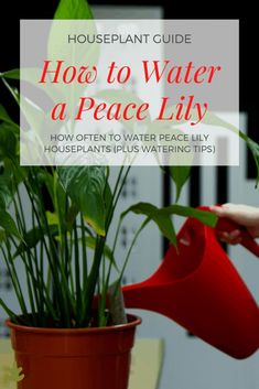 a houseplant guide for how to water a peace lily plant in a pot