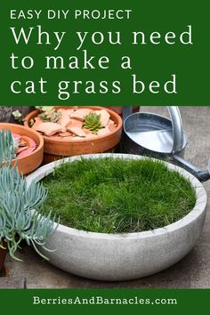 Planter bowl of cat grass Cat Grass Bed Diy, Diy Cat Grass Indoor, Grass Bed For Cats, Cat Litter Planter Diy, Indoor Grass For Cats, Cat Indoor Garden, Cat Grass Indoor Ideas How To Grow, How To Grow Cat Grass Indoors, Cat Planter Diy