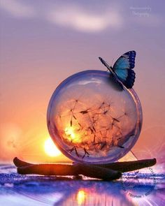 a blue butterfly sitting on top of a dandelion in front of the sun