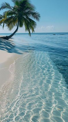 a palm tree sitting on top of a sandy beach next to the ocean with clear blue water