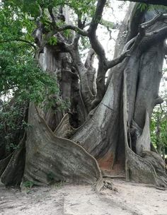 an old tree that is growing out of the sand in front of some bushes and trees