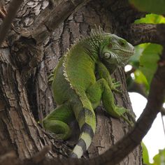 an iguana is sitting on the branch of a tree