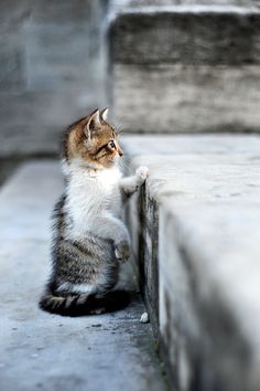 a kitten sitting on the ground with its paw up