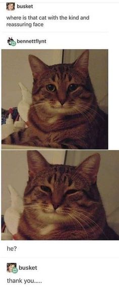 two pictures of a cat that is looking at the camera and has captioning