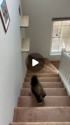 a cat is walking down some stairs in the house with its front paws on the carpet