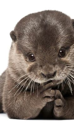 an otter with the words let everything that has breathe praise him