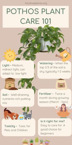 an info sheet describing the benefits of pothos plant care for dogs and cats in their home