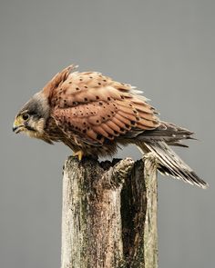 a bird sitting on top of a wooden post