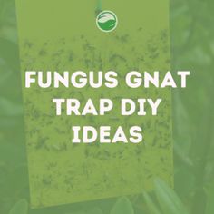 Tired of dealing with fungus gnats in your garden? These fungus gnat trap DIY ideas will help you get rid of these annoying pests! From using natural ingredients to creating your own traps, these ideas will help you control and eliminate fungus gnats in your garden. Gnat Trap Diy, Plant Problems, Snake Plant, Garden Bench, Problem Solving