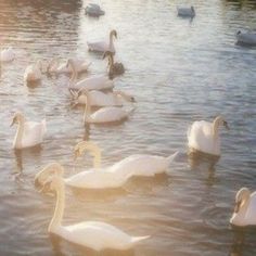 many swans are swimming in the water together