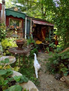 a white cat walking through a lush green garden next to a small shed with potted plants on it
