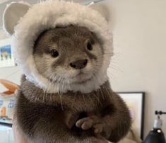 an otter is wearing a furry hat and holding its paws up to the camera while standing on his hind legs