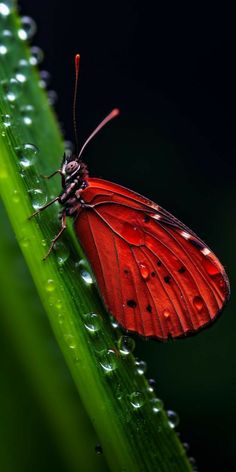a close up of a red butterfly on a green leaf with water droplets around it