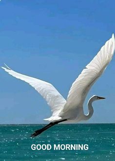 a white bird flying over the ocean with a caption that says good morning on it