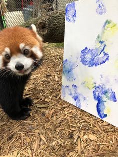 red pandas painting at zoo - Bing Wild Art, The Zoo, Botanical Garden