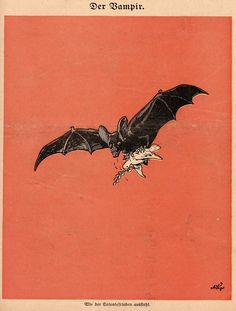 an image of a bat flying in the sky