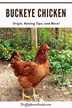 a brown chicken standing on top of a dirt ground next to green plants and trees