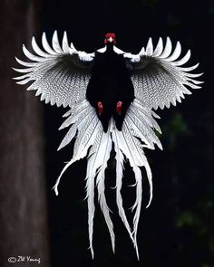 a bird with white feathers and red eyes flying through the air