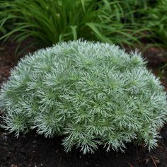 a close up of a plant in the dirt