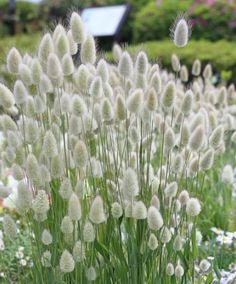 some very pretty white flowers in a field