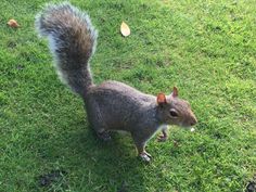 a squirrel standing on top of a lush green field