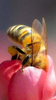 a bee sitting on top of a pink flower with it's wings spread out