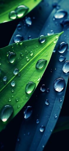 water droplets are on the green leaves