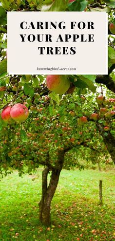 an apple tree with the words caring for your apple trees