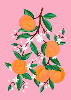 an orange tree with white flowers on a pink background