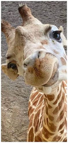 a giraffe is standing in the dirt with its tongue out