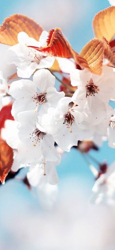 some white flowers and orange leaves on a branch with blue sky in the back ground