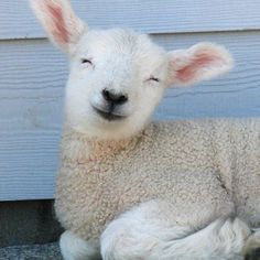 a sheep laying on the ground with its eyes closed