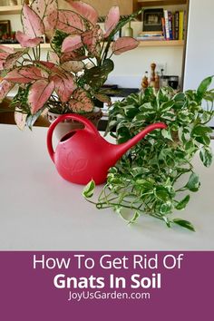 a potted plant with pink flowers and greenery in the background text reads how to get rid of gnats in soil