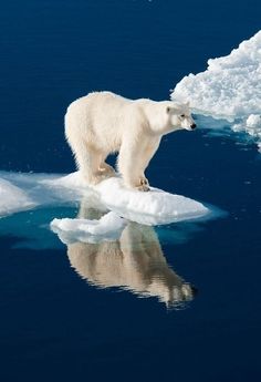 a polar bear standing on an ice floet