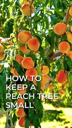 an orange tree with the words how to keep a peach tree small