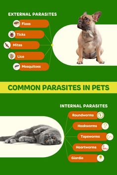 the different types of pets that can be found in this info sheet, including cats and dogs