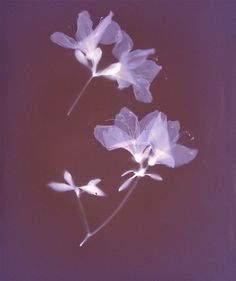 three white flowers on a purple background