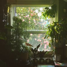 a window that has some plants on it in front of the windowsill and potted plants