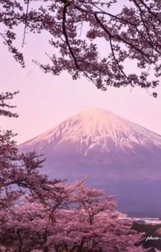 the mountain is covered in snow and cherry blossoms as seen through some trees with pink flowers on them