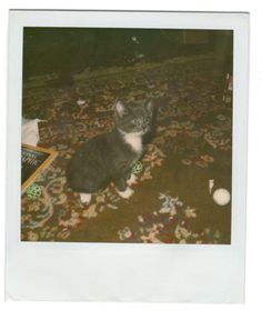 an old photo of a cat sitting on the floor