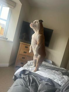 a dog standing on its hind legs and looking up at the tv in his bedroom