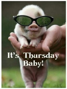 a person holding a small animal with sunglasses on it's head and the words, it's thursday baby