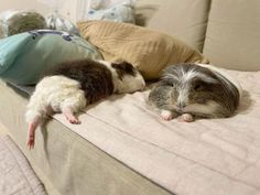 two small animals laying on top of a bed next to each other