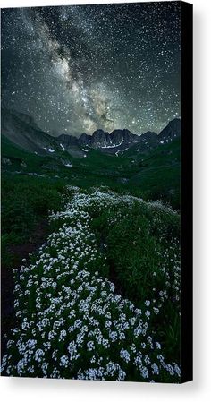 the night sky is filled with stars and clouds, as well as some white flowers