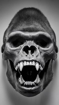 An incredible gorilla skull picture revealing intricate details and stunning features, offering an immersive visual experience into the world of these magnificent creatures. Gorilla Skull, Jaw Muscles, Gorilla Tattoo, Forest Habitat, Incredible Photos, Skull Pictures, Skull Island, Great Ape, Creature Drawings